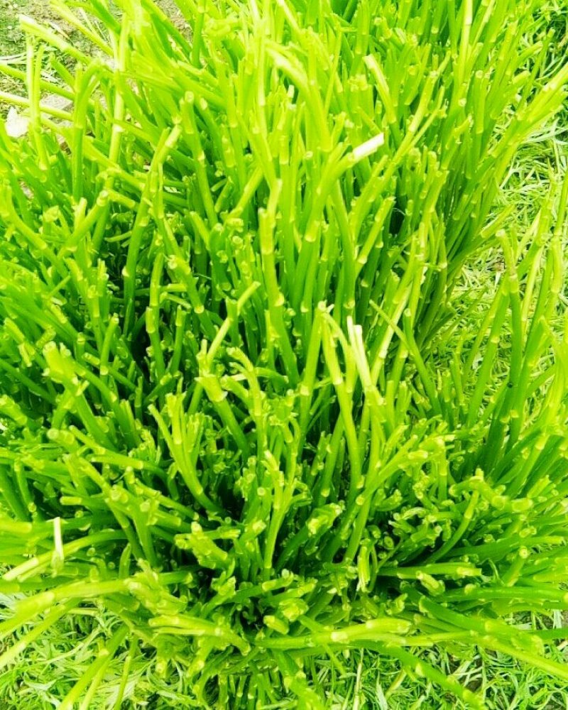芦蒿（青蒿嫩蒿每斤都是新鲜）