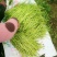 芦蒿（青蒿嫩蒿每斤都是新鲜）