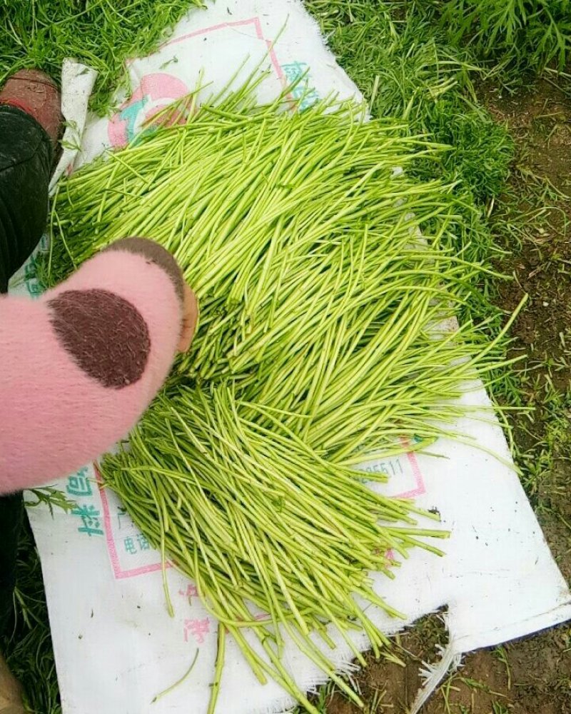 芦蒿（青蒿嫩蒿每斤都是新鲜）