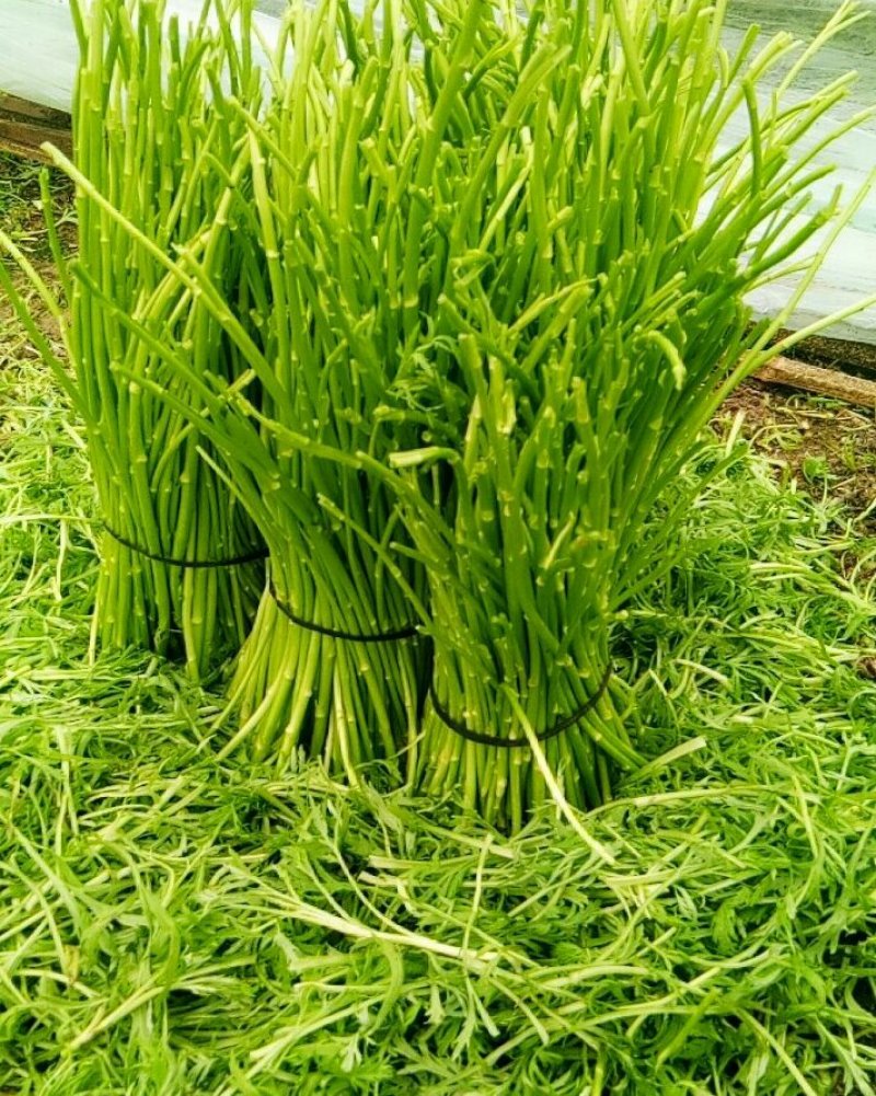 芦蒿（青蒿嫩蒿每斤都是新鲜）