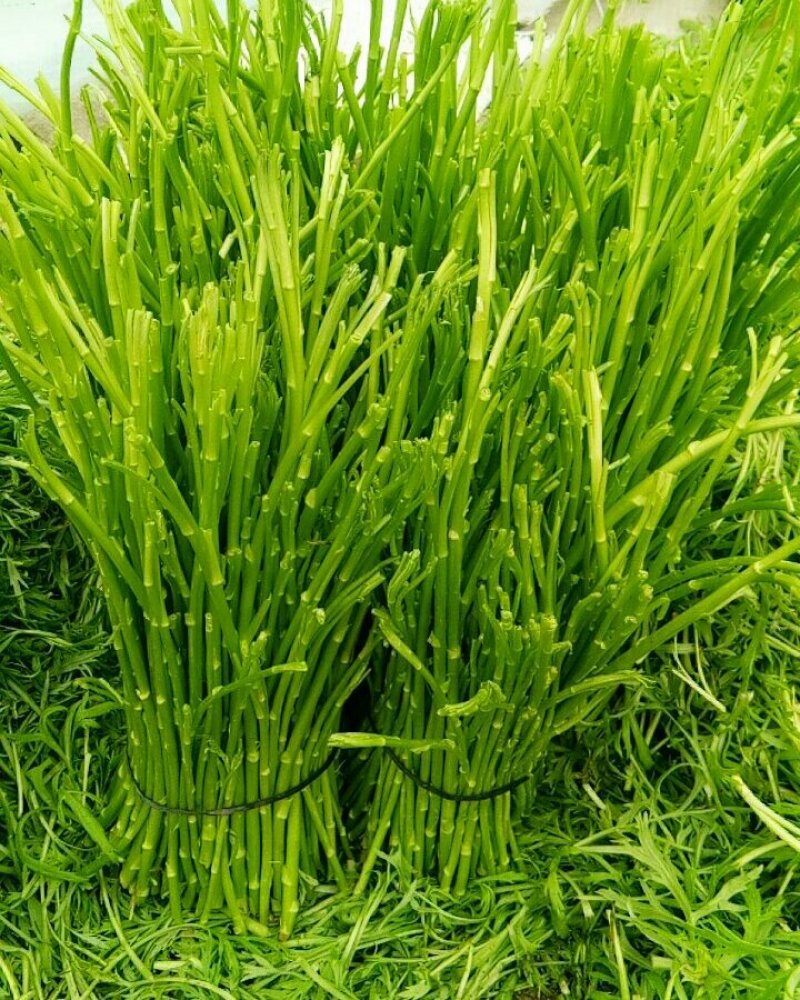 芦蒿（青蒿嫩蒿每斤都是新鲜）