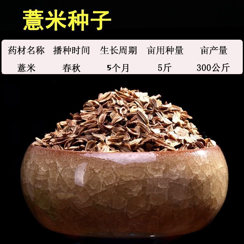 中药材薏米种子草珠子薏苡仁种子小薏米籽苡米薏仁米种子包邮
