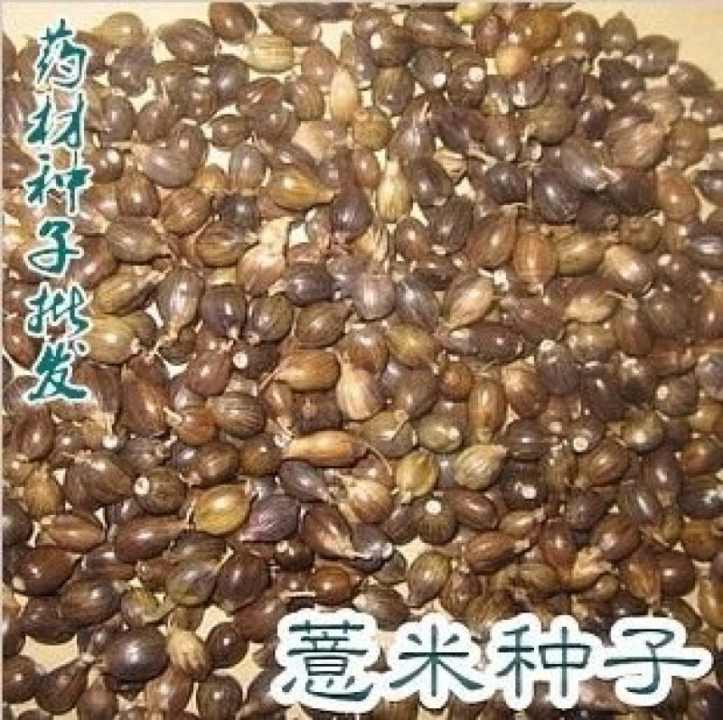 中药材薏米种子草珠子薏苡仁种子小薏米籽苡米薏仁米种子包邮