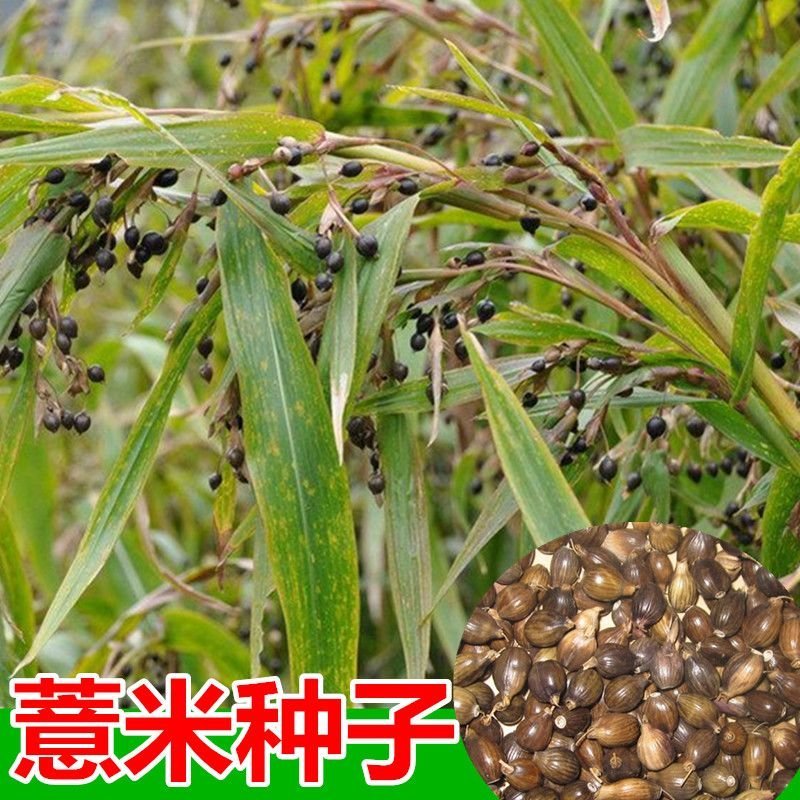 中药材薏米种子草珠子薏苡仁种子小薏米籽苡米薏仁米种子包邮