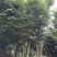 榉树，丛生榉树，四川榉树基地出售，成都榉树批发价格