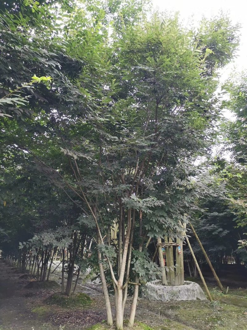 榉树，丛生榉树，四川榉树基地出售，成都榉树批发价格
