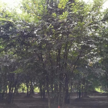 榉树，丛生榉树，四川榉树基地出售，成都榉树批发价格