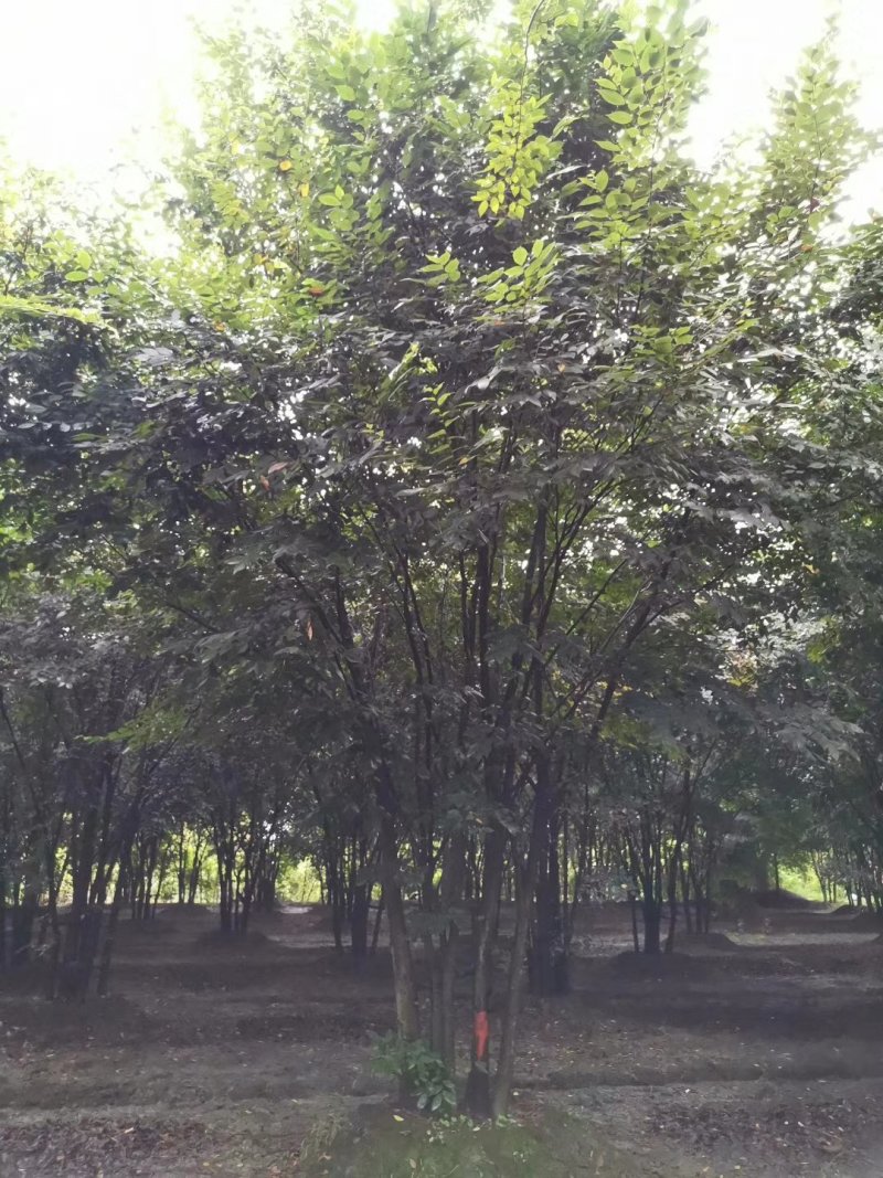 榉树，丛生榉树，四川榉树基地出售，成都榉树批发价格
