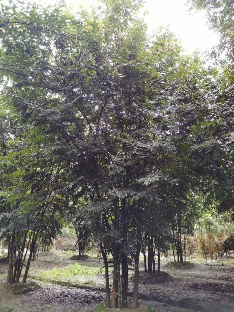 榉树，丛生榉树，四川榉树基地出售，成都榉树批发价格