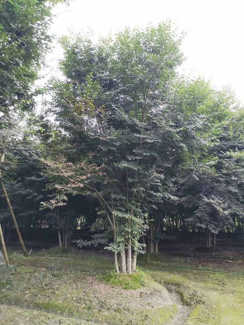 榉树，丛生榉树，四川榉树基地出售，成都榉树批发价格