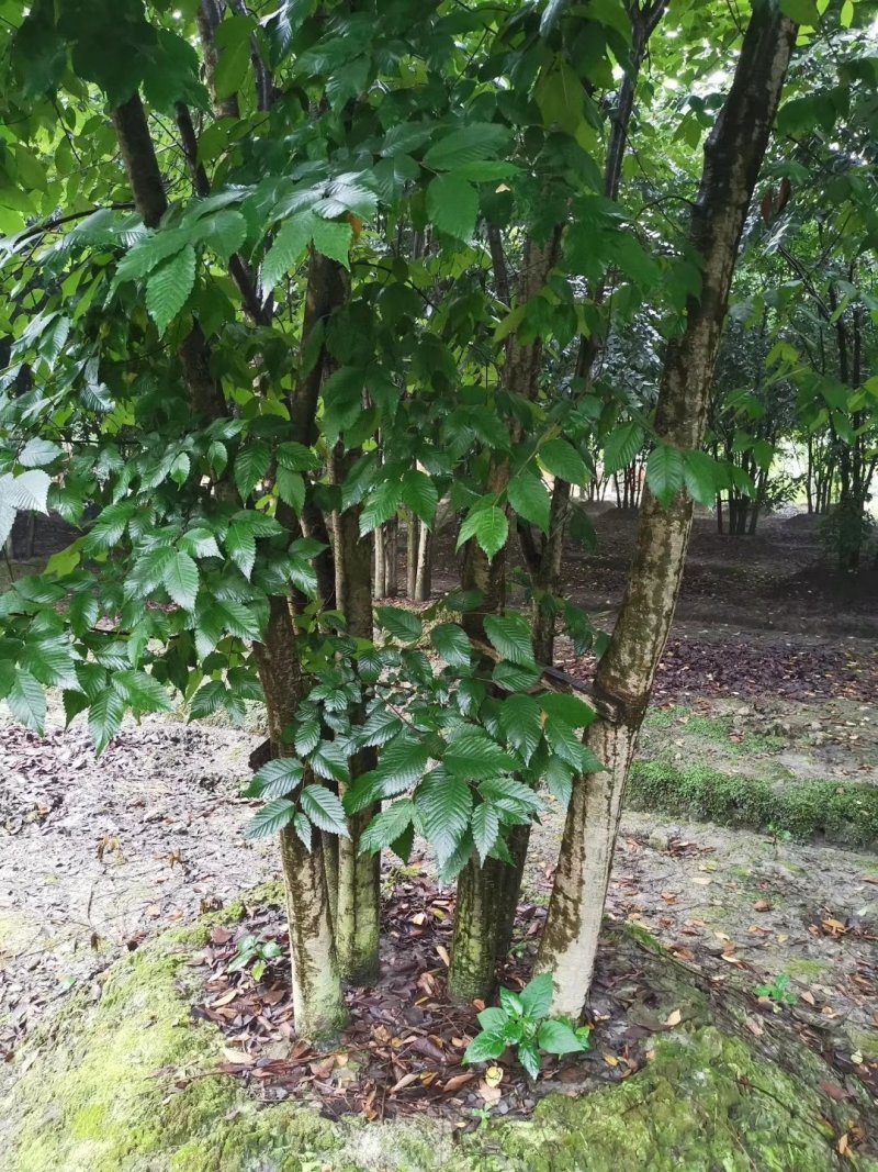 榉树，丛生榉树，四川榉树基地出售，成都榉树批发价格