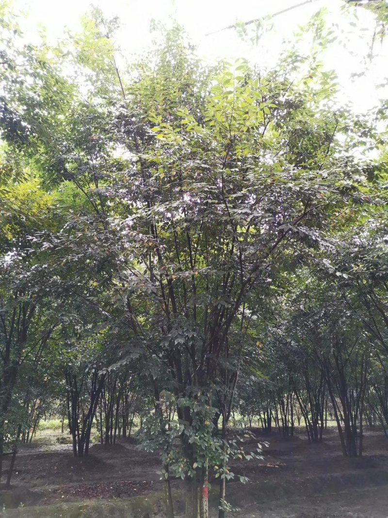 榉树，丛生榉树，四川榉树基地出售，成都榉树批发价格