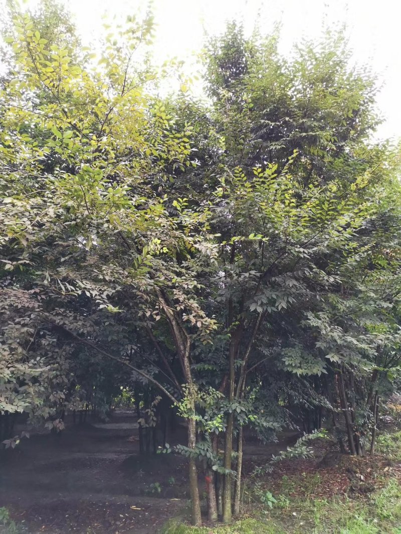 榉树，丛生榉树，四川榉树基地出售，成都榉树批发价格