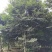 榉树，丛生榉树，四川榉树基地出售，成都榉树批发价格