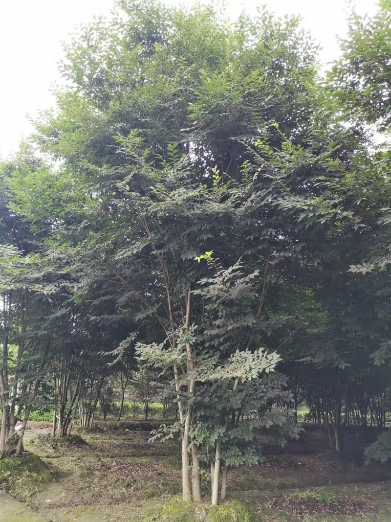 榉树，丛生榉树，四川榉树基地出售，成都榉树批发价格