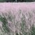 粉黛乱子草，四川粉黛乱子草基地出售，成都粉黛乱子草批发价
