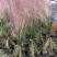 粉黛乱子草，四川粉黛乱子草基地出售，成都粉黛乱子草批发价