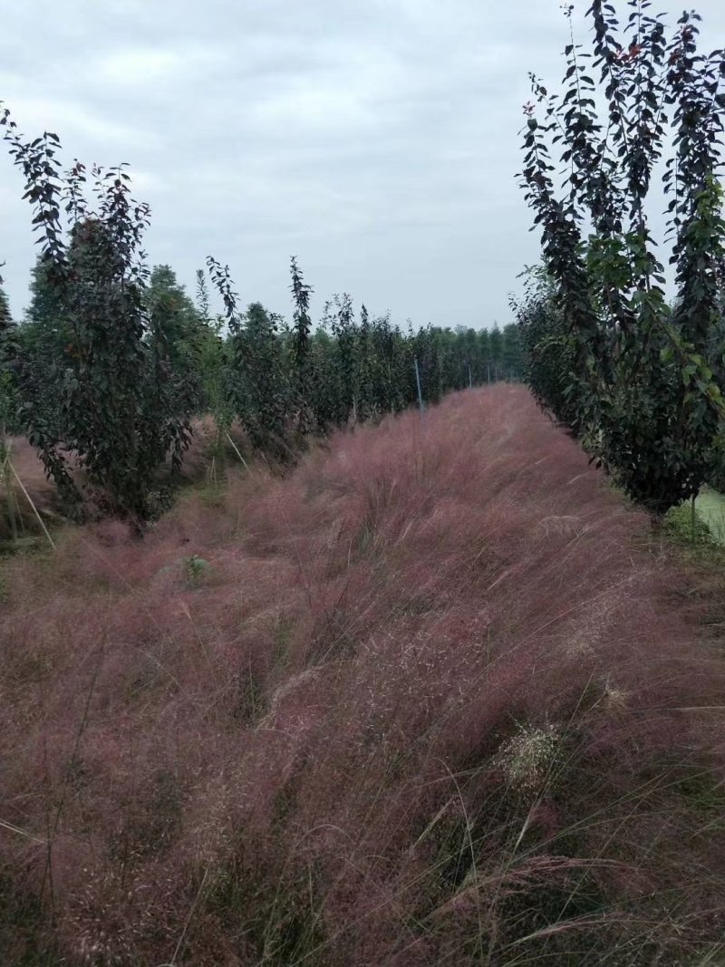 粉黛乱子草，四川粉黛乱子草基地出售，成都粉黛乱子草批发价