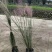 粉黛乱子草，四川粉黛乱子草基地出售，成都粉黛乱子草批发价