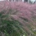 粉黛乱子草，四川粉黛乱子草基地出售，成都粉黛乱子草批发价