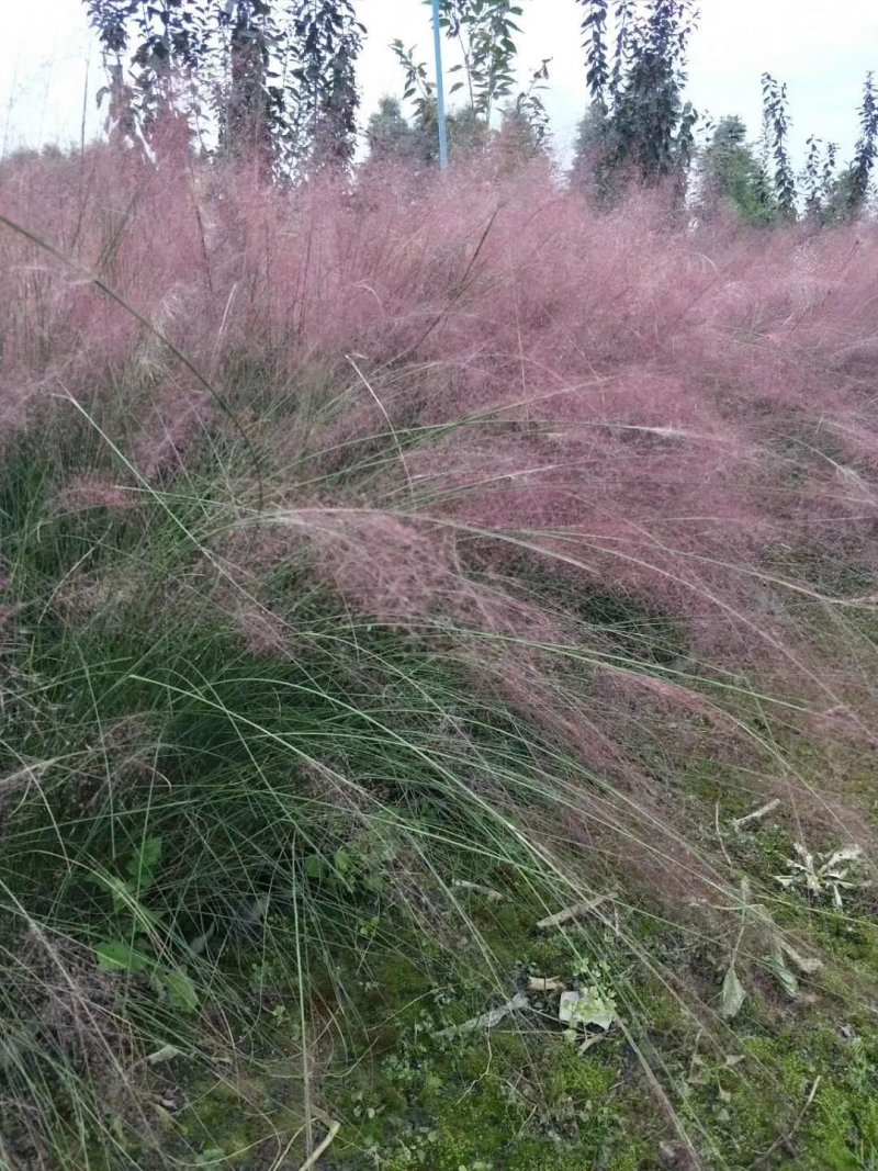 粉黛乱子草，四川粉黛乱子草基地出售，成都粉黛乱子草批发价