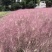 粉黛乱子草，四川粉黛乱子草基地出售，成都粉黛乱子草批发价