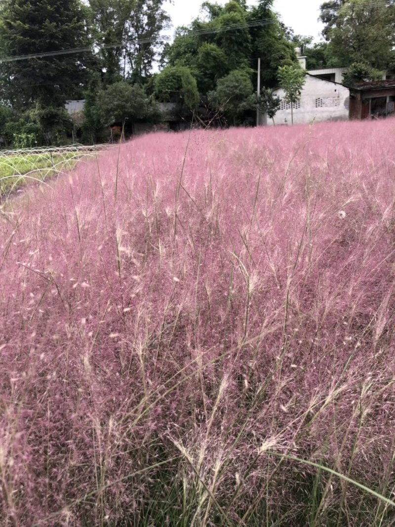 粉黛乱子草，四川粉黛乱子草基地出售，成都粉黛乱子草批发价