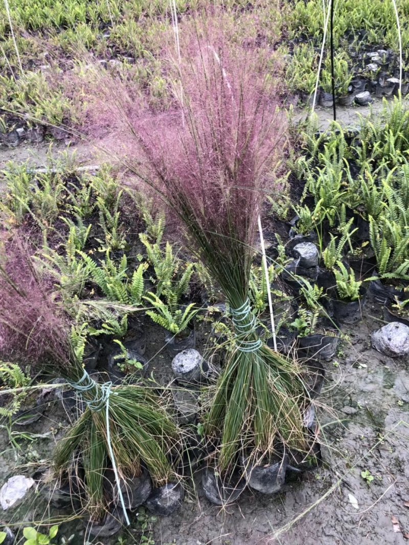 粉黛乱子草，四川粉黛乱子草基地出售，成都粉黛乱子草批发价