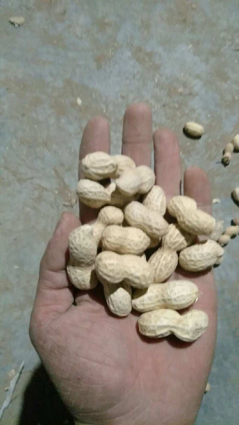 带壳生花生，大花生，满粒花生，凉菜花生，一件代发