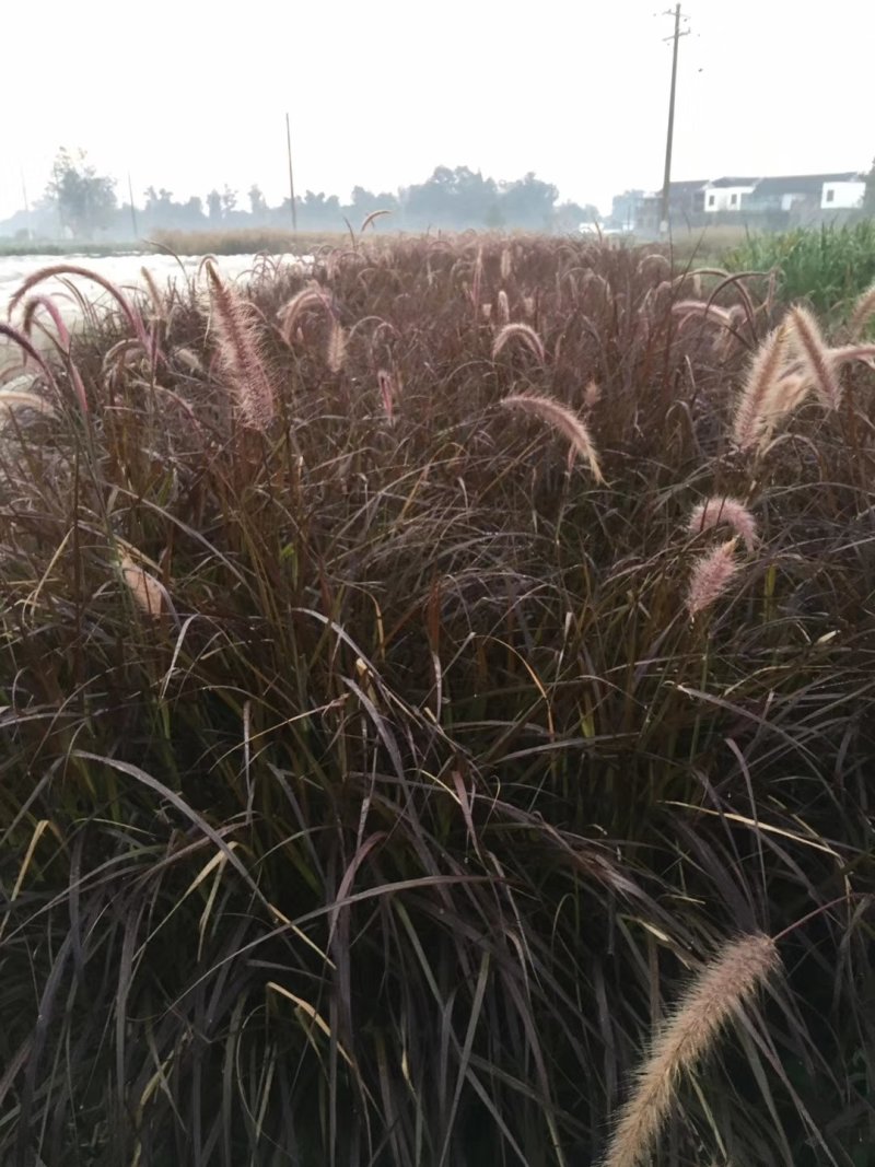 紫叶狼尾草，狗尾巴草，四川成都狼尾草基地出售批发价格