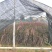 紫叶狼尾草，狗尾巴草，四川成都狼尾草基地出售批发价格