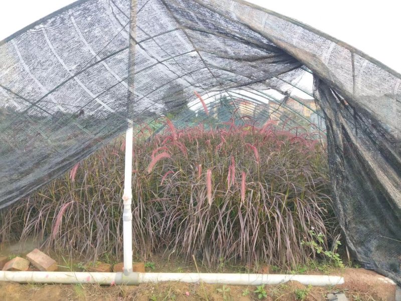紫叶狼尾草，狗尾巴草，四川成都狼尾草基地出售批发价格