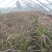 紫叶狼尾草，狗尾巴草，四川成都狼尾草基地出售批发价格