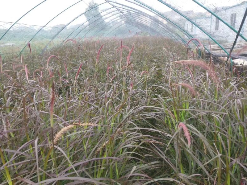 紫叶狼尾草，狗尾巴草，四川成都狼尾草基地出售批发价格
