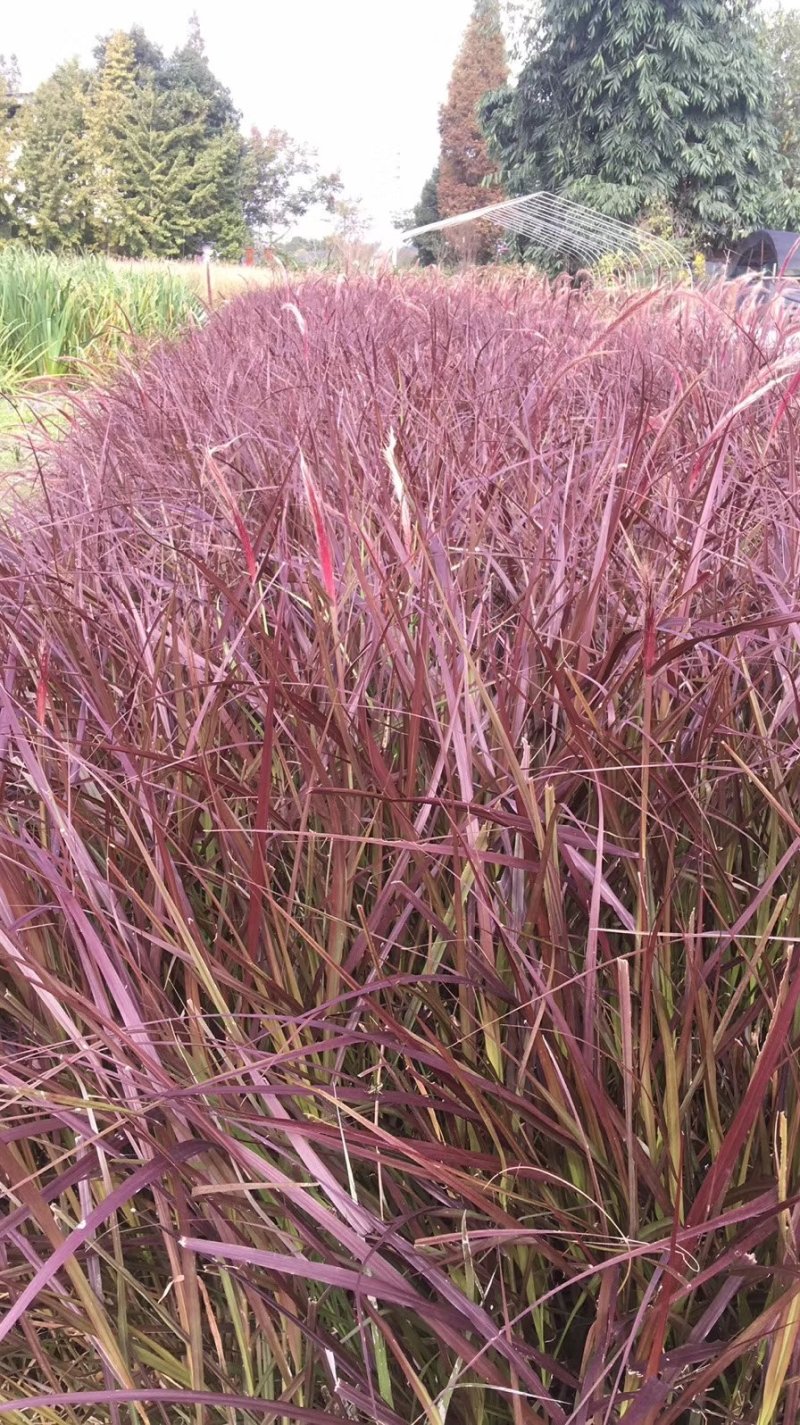 紫叶狼尾草，狗尾巴草，四川成都狼尾草基地出售批发价格