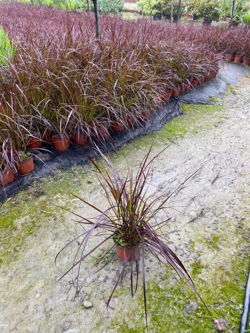 紫叶狼尾草，狗尾巴草，四川成都狼尾草基地出售批发价格