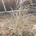 紫叶狼尾草，狗尾巴草，四川成都狼尾草基地出售批发价格