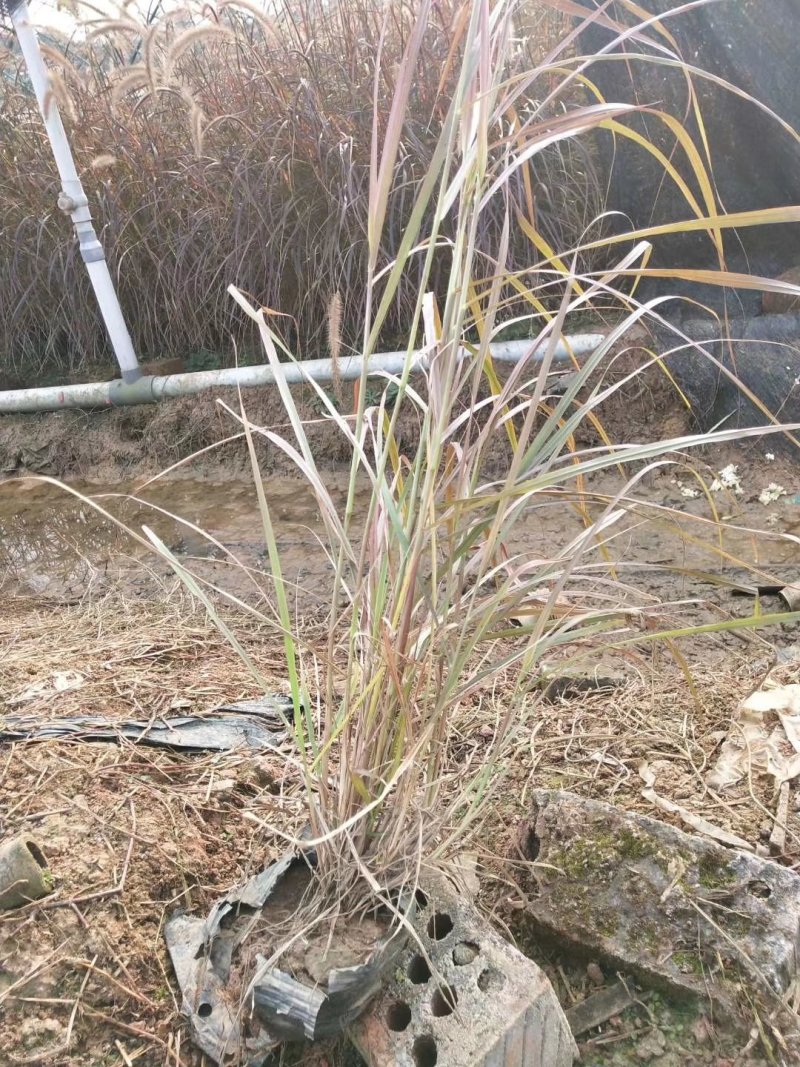 紫叶狼尾草，狗尾巴草，四川成都狼尾草基地出售批发价格