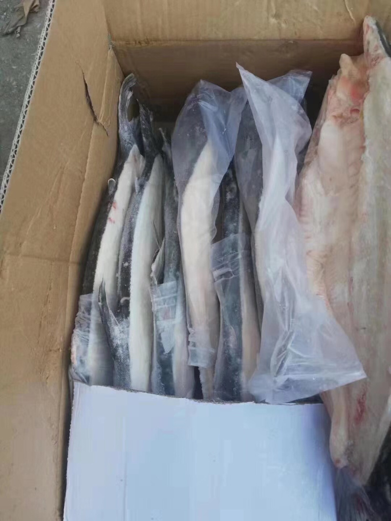 巴沙鱼