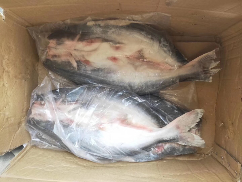 巴沙鱼