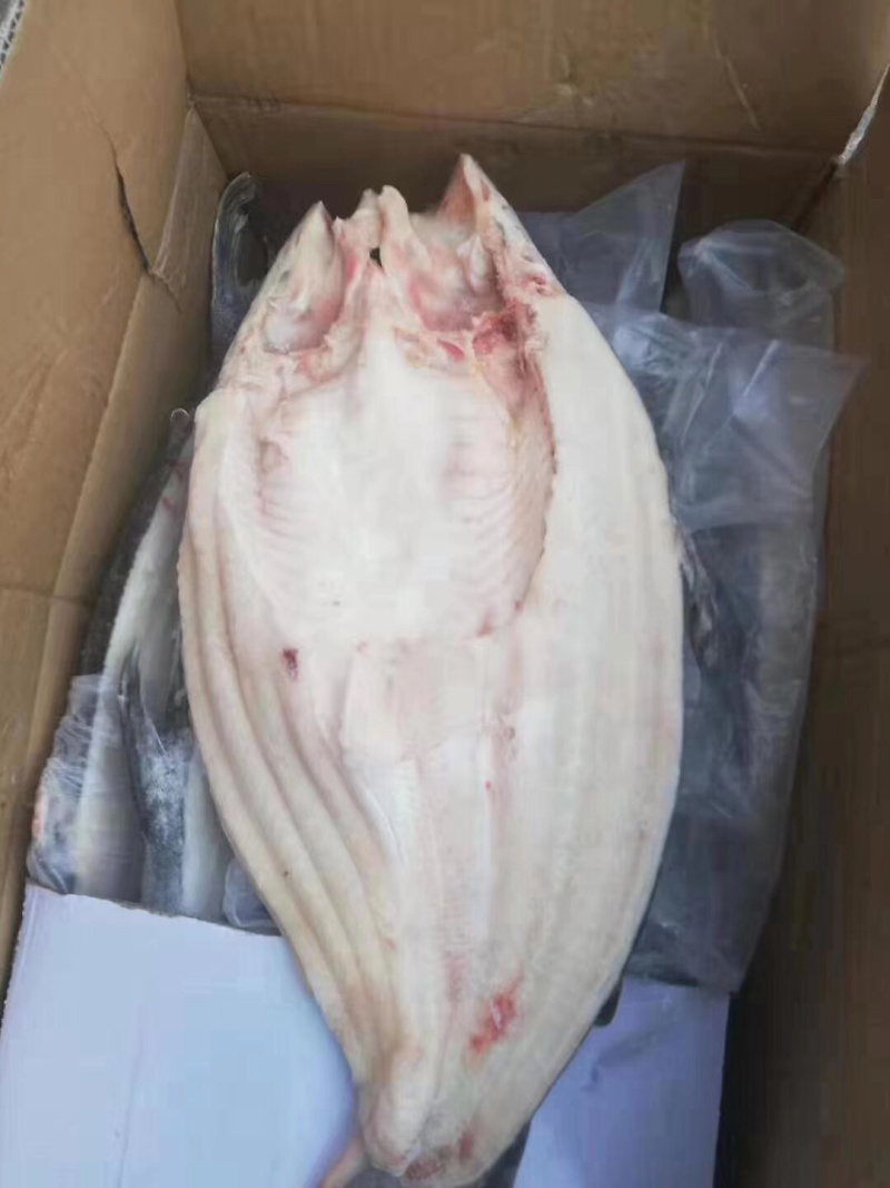 巴沙鱼