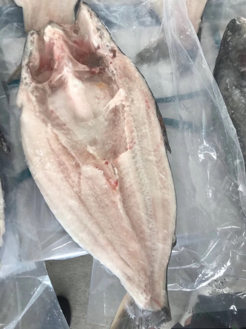 巴沙鱼