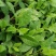富贵菜种苗盆栽蔬菜多年生绿叶明月草种苗白凤菜