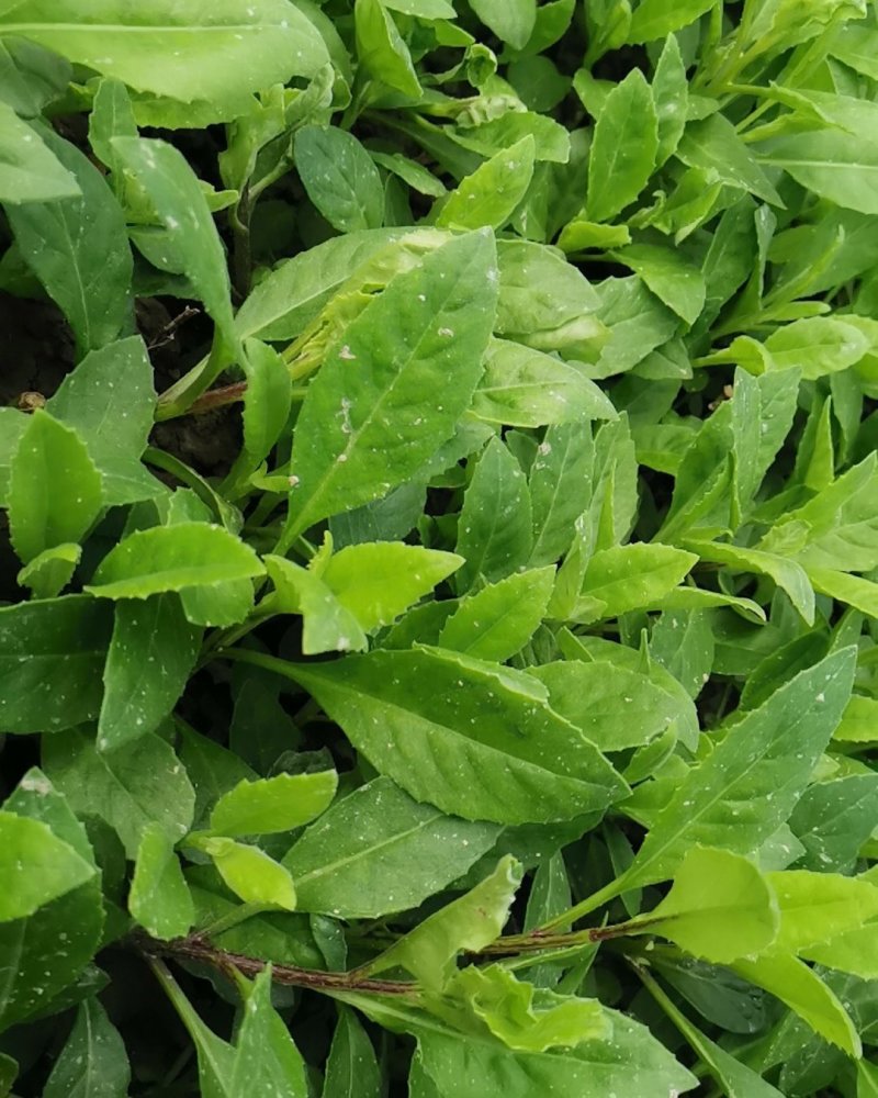 富贵菜种苗盆栽蔬菜多年生绿叶明月草种苗白凤菜