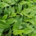 富贵菜种苗盆栽蔬菜多年生绿叶明月草种苗白凤菜