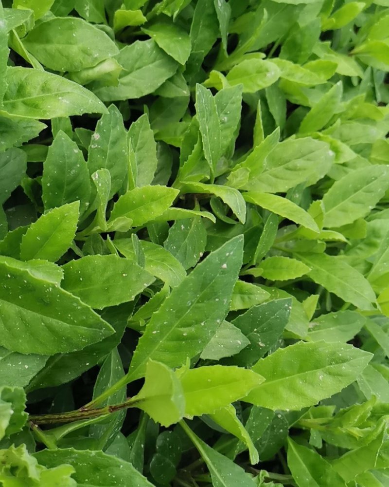富贵菜种苗盆栽蔬菜多年生绿叶明月草种苗白凤菜