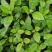 富贵菜种苗盆栽蔬菜多年生绿叶明月草种苗白凤菜