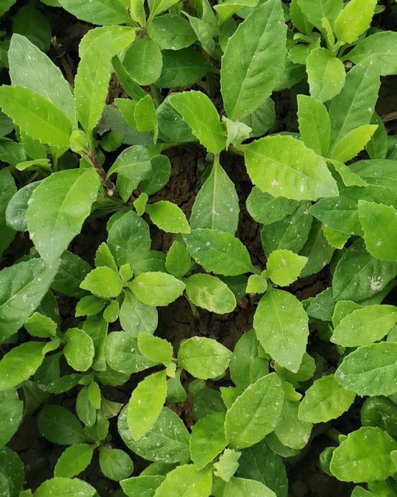 富贵菜种苗盆栽蔬菜多年生绿叶明月草种苗白凤菜