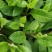 富贵菜种苗盆栽蔬菜多年生绿叶明月草种苗白凤菜