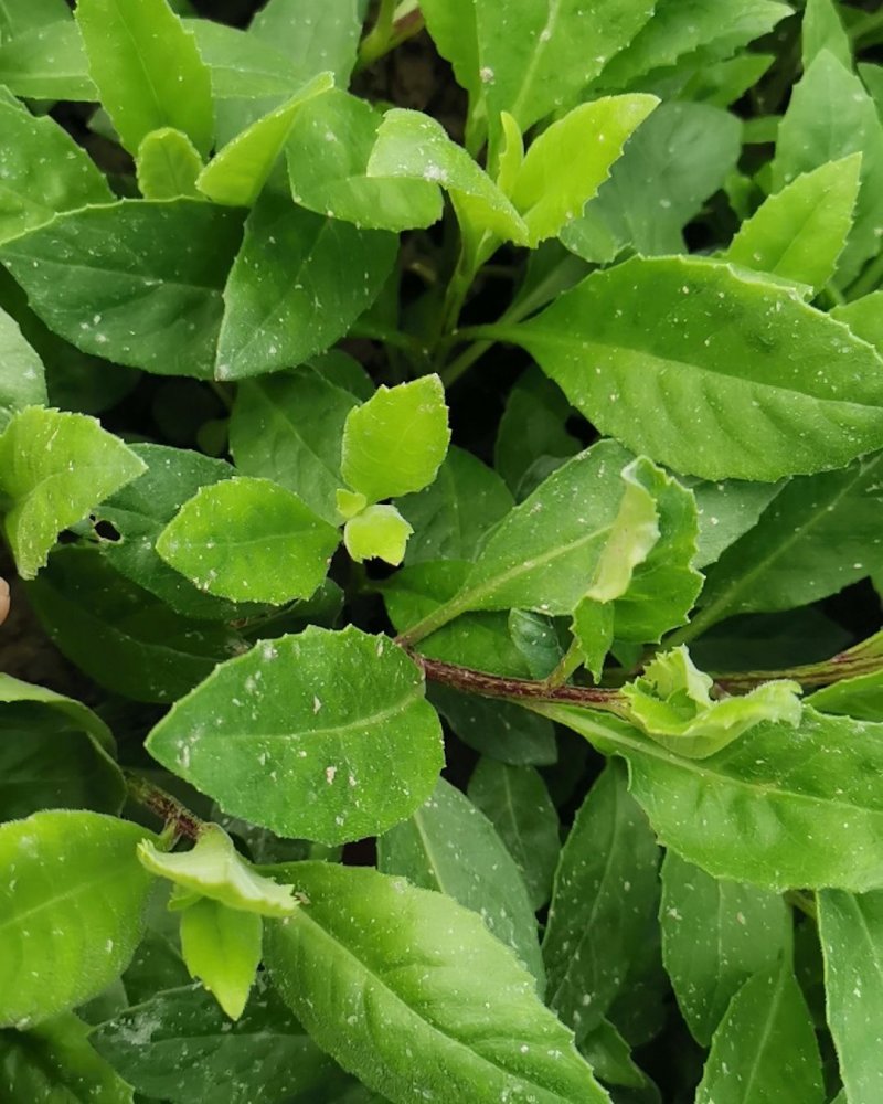 富贵菜种苗盆栽蔬菜多年生绿叶明月草种苗白凤菜